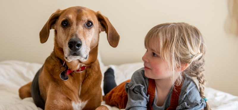 How Pets Custody Works In a Florida Divorce: Understanding Custody and Visitation